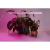 Светильник сд для растений, спектр фотосинтез (красно-синий)